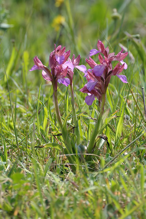 Orchis papilionacea e O. pap. var. grandiflora